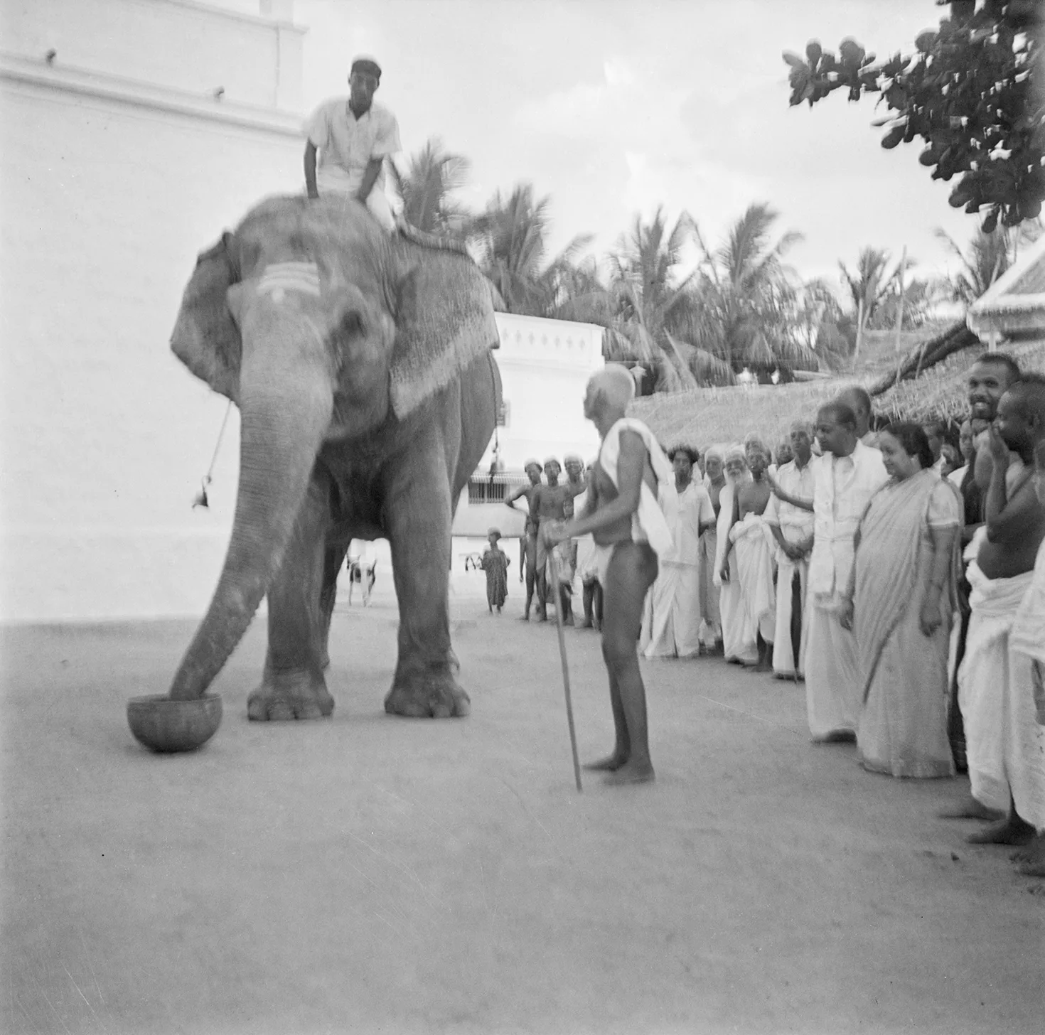 Indian mystic Ramana Maharshi (1879-1950) with Elephant.